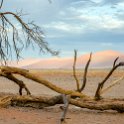 NAM HAR Dune45 2016NOV21 065 : 2016 - African Adventures, Hardap, Namibia, Southern, Africa, Dune 45, 2016, November
